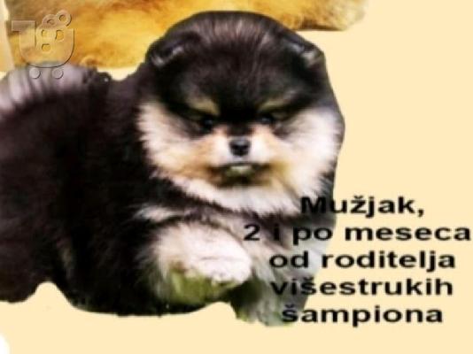 Καθαρόαιμα κουτάβια Boo Pomeranian
